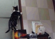 开云下载-当马赛爆冷曼联遇见内马尔接管NBA总决赛，跨界传奇的平行宇宙