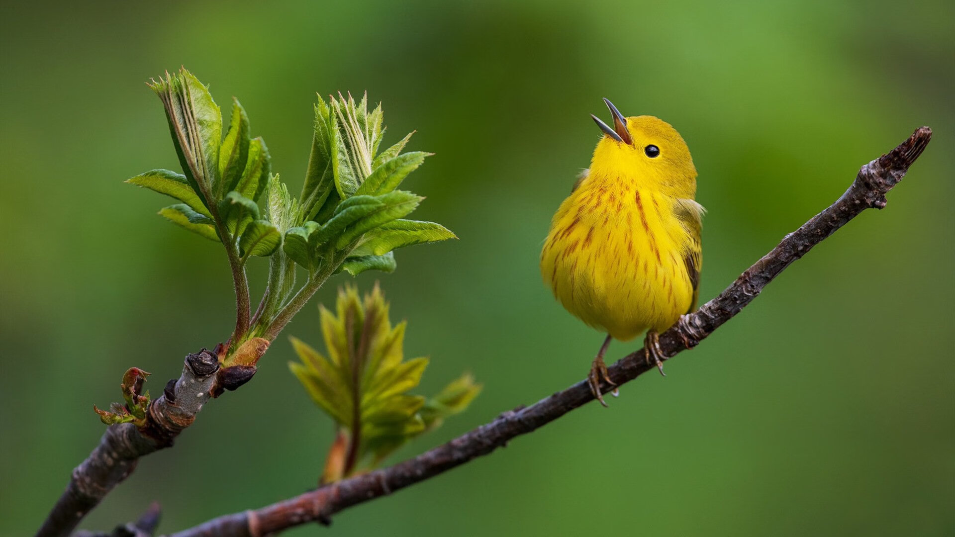 从圣西罗到韦洛德罗姆，当东决关键战的硝烟遇上红黑军团的生死突围